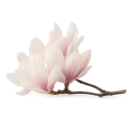 MAGNOLIA_BIONDII_FLOWER_EXTRACT